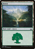 Forest – Common Magic: The Gathering card from Rivals of Ixalan (#196)